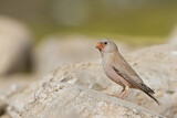 Image. Trumpeter Finch