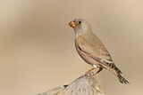 Image. Trumpeter Finch