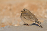 Image. Trumpeter Finch