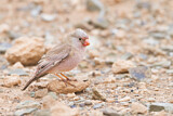 Image. Trumpeter Finch