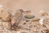 Image. Trumpeter Finch