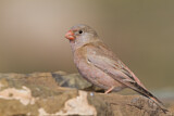 Image. Trumpeter Finch