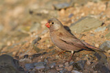 Image. Trumpeter Finch