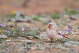 Image. Trumpeter Finch