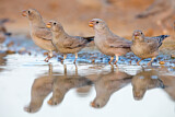 Image. Trumpeter Finch