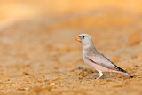 Image. Trumpeter Finch