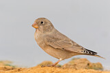 Image. Trumpeter Finch