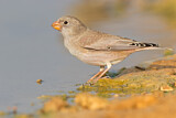 Image. Trumpeter Finch