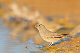Image. Trumpeter Finch