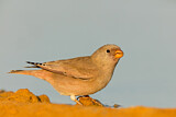 Image. Trumpeter Finch