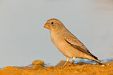 Image. Trumpeter Finch