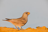 Image. Trumpeter Finch
