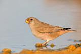 Image. Trumpeter Finch