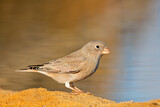 Image. Trumpeter Finch