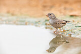Image. Trumpeter Finch