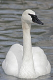 Image. Trumpeter Swan