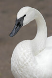 Image. Trumpeter Swan