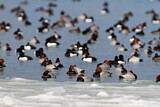 Image. Tufted Duck & Common Pochard