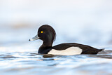Image. Tufted Duck