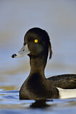 Image. Tufted Duck