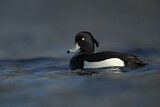 Image. Tufted Duck