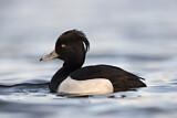 Image. Tufted Duck