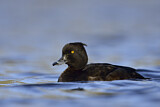 Image. Tufted Duck