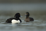 Image. Tufted Duck