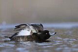 Image. Tufted Duck
