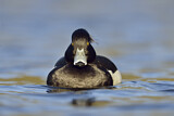 Image. Tufted Duck