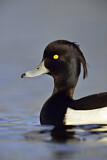 Image. Tufted Duck