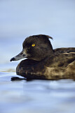 Image. Tufted Duck