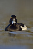 Image. Tufted Duck