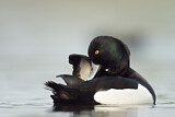 Image. Tufted Duck