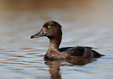 Image. Tufted Duck