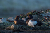 Image. Tufted Duck