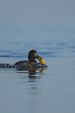 Image. Tufted Duck
