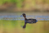 Image. Tufted Duck