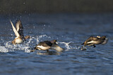 Image. Tufted Duck