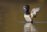 Image. Tufted Duck