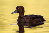 Image. Tufted Duck