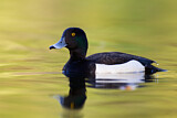 Image. Tufted Duck