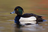 Image. Tufted Duck