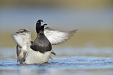 Image. Tufted Duck