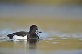 Image. Tufted Duck