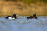 Image. Tufted Duck