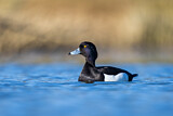 Image. Tufted Duck