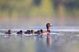 Image. Tufted Duck