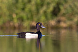 Image. Tufted Duck