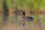 Image. Tufted Duck